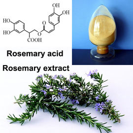 China Fine Powder Rosemary Leaf Extract Slightly Water Soluble Carnosic Acid Ursolic Acid supplier