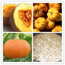 China Pumpkin Seed Herbal Extract Ratios Light Yellow Powder Prevent Prostate Disease supplier