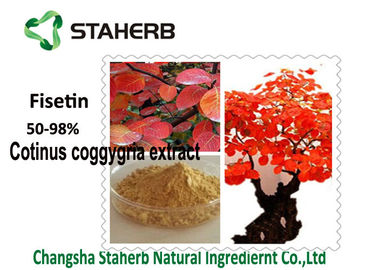 China Smoke Tree Organic Plant Extracts 50-98 % Fisetin Powder Cotinus Coggygria Extract supplier