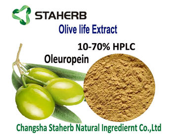 China Olive Leaf Oleuropein Antibacterial Plant Extracts Oleuropein Hydroxytyrosol Powder 10-70% HPLC supplier