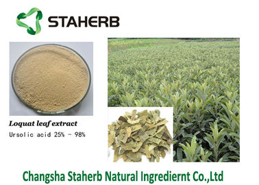 China Skin Care Loquat Leaf Extract Maslinic Acid 10-98% Ursolic Acid 25%-98% Corosolic Acid 1%-20% supplier