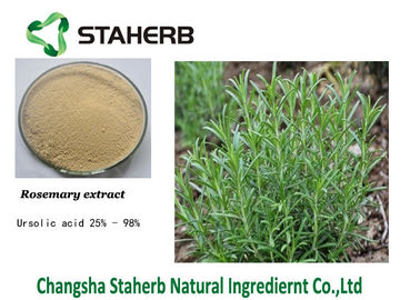 China Preservation Ursolic Acid Rosemary Extract supplier