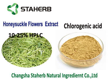 China Water Soluble Honeysuckle Flowers Chlorogenic Acid Powder 5-25% HPLC CAS 327 97 9 supplier