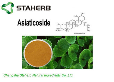 China Light Brown Powder Gotu Kola Extract Asiaticoside10%/40%/90% For Cosmetics supplier
