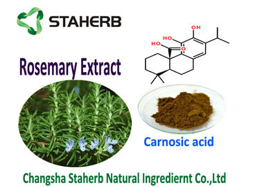 China Rosmarinus Officinalis L Rosemary Leaf Extract , Rosemary Antioxidant Extract supplier