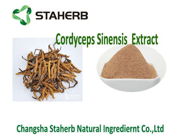 China Cordyceps Concentrated Plant Extract , Polysaccharide Cordyceps Sinensis Extract supplier