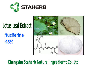 China Nuciferine 98%  Lotus Leaf Extract Powder Food Grade Solvent Extraction supplier