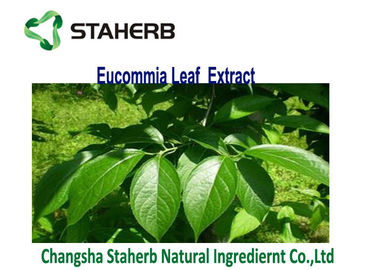 China Brown Yellow Powder Eucommia Ulmoides Leaf Extract Chlorogenic Acid 3-5% supplier