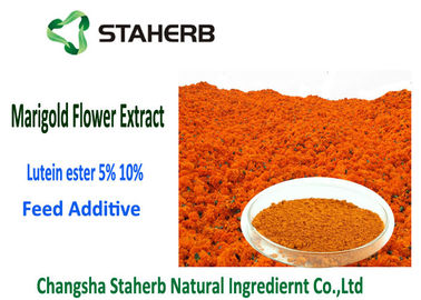 China Lutein Ester 5% Marigold Flower Extract Powder Orange - Red Color 2 Years Shelf Life supplier