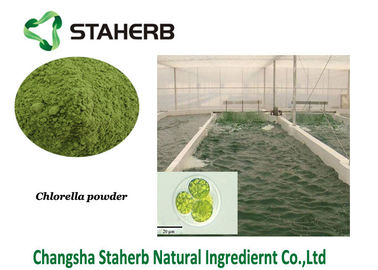 China Chlorella Protein Vegetable Extract Powder Green Algae Powder supplier