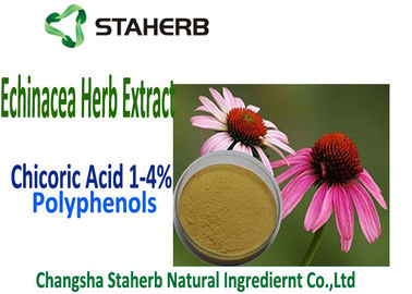 China Natural Echinacea Purpurea Extract Chicoric Acid , Polyphenol , Echinacea extract supplier