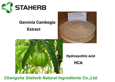 China Pure Natural Antibacterial Plant Extract Garcinia Cambogia Extract 50%, 60% ,95% HCA supplier