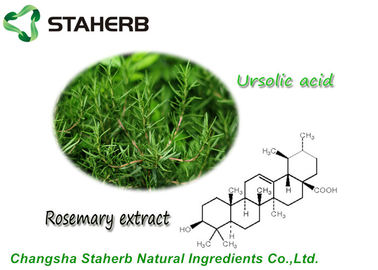 China Antioxdent Rosemary Leaf Extract Ursolic Acid Powder For Cusmetic Product supplier
