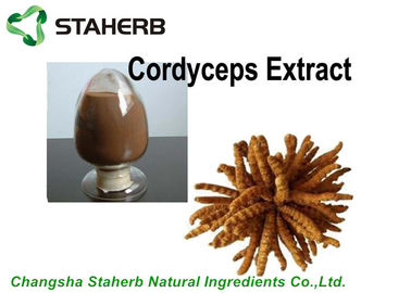 China Antibacterial Cordyceps Extract 10%-40% Polysaccharides Powder By HPLC supplier