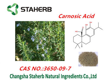 China Rosemary Leaf Extract Of Ursolic Acid,Rosmarinic Acid,Carnosic Acid Powder supplier