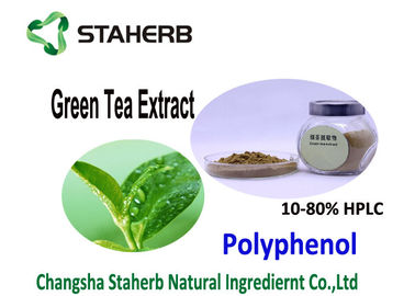 China Nature Antioxidant Food Supplements Organic Green Tea Extract 20 - 98% Purity supplier