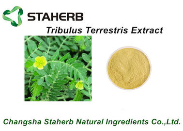 China 55056-80-9 Herbal Medicine for Big Penis Tribulus Terrestris Extract 40% ~ 90%Tribulus Saponins supplier