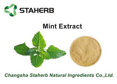 China Herbal Extract Mint Plant Extract Powder , Natural Herbal Extracts ISO Certified supplier