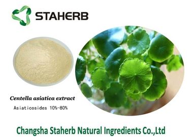 China Gotu Kola Extract Natural Cosmetic Ingredients , Organic Skin Care Ingredients supplier