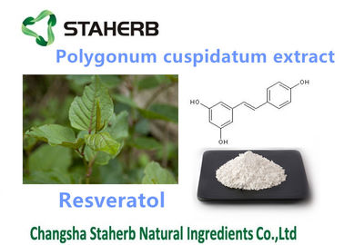 China Polygonum Cuspidatum Pure Natural Plant Extracts Resveratol 98% For Anti - Age supplier