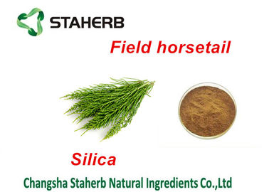 China Field Horsetail Extract Green Plant Extract , Plant Protein Extraction Silica Acid Powder supplier