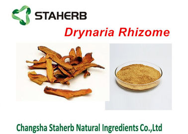 China Drynaria Rhizome Extract Concentrated Plant Extract Rhizoma Drynariae Powder supplier