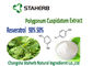 Polygonum Cuspidatum Root Green Plant Extract supplier