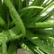 Pure Natural Plant Extracts Aloe Vera Extract Aloin / Aloe-Emodin Powder supplier