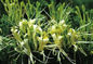 Honeysuchle flowers chlorogenic acid powder Cas no.327-97-9 brown supplier