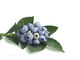 Bilberry Extract Antioxidant Food Supplements Dark Purple Fine Powder supplier