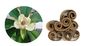 antimicrobial plant extracts magnolia bark extract honokiol for healthy supplements supplier