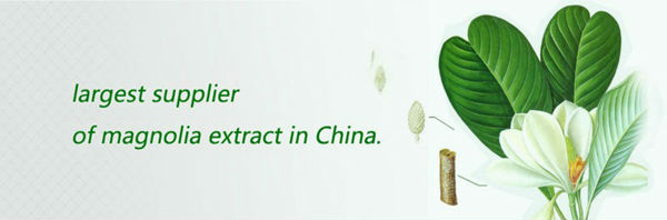 Herb Medicine Manufacturer/ Magnolia Bark Extract Wholesale