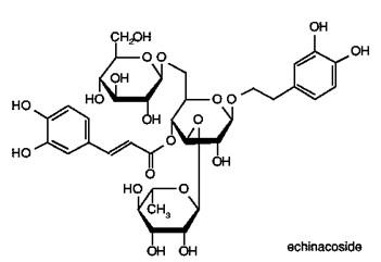 100% natural herb medicine echinacea purpurea extract / cichoric acid 2%