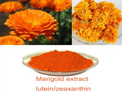 Zeaxanthin Marigold Flower Extract