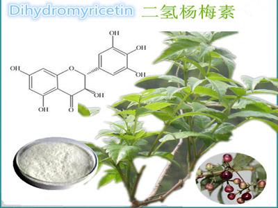 Dihydromyricetin Vine Tea Extract