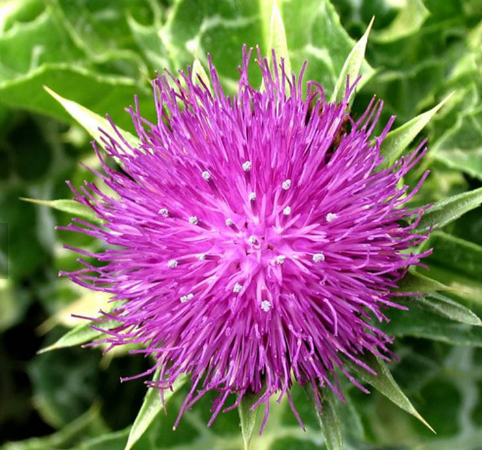 Pure Natural Plant Extracts Milk Thistle Extract Silymarin Powder For Liver-Protect