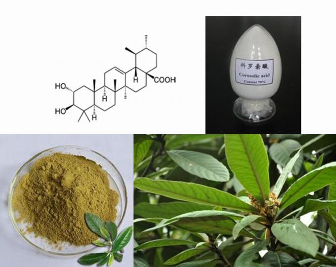 Corosolic acid Concentrated plant extract Loquat leaf extract cas 4547-24-4