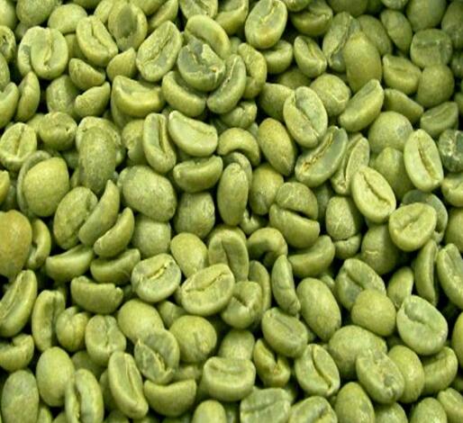Chlorogenic Acid , Weight Losing Green Coffee Bean Extract CAS NO 327-97-9
