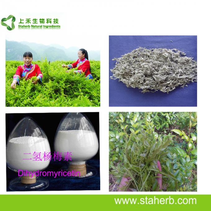 Vine Tea Pure Natural Plant Extracts Dihydromyricetin 98% Healthy Product