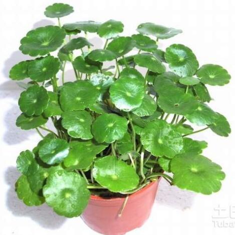 Gotu Kola Concentrated Plant Extract , Natural Plant Extracts For Skin Care
