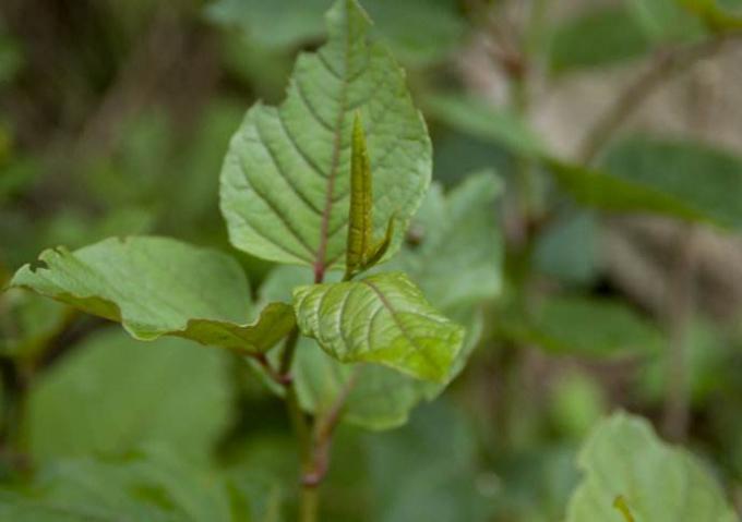 Polygonum Cuspidatum Pure Natural Plant Extracts Resveratol 98% For Anti - Age