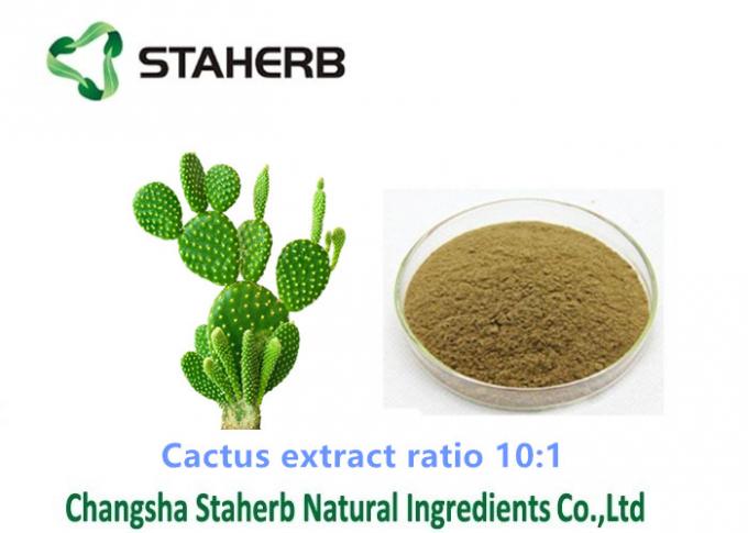 Cactus Extract Weight Loss Powder Ratio 10/1 Solvent Extraction For Cosmetic Field