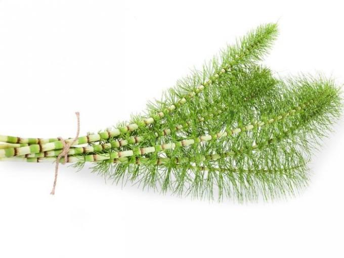 Field Horsetail Extract Green Plant Extract , Plant Protein Extraction Silica Acid Powder
