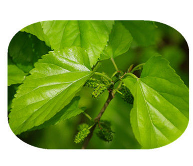 Mulberry Leaf Pure Natural Plant Extracts 1 - DNJ Active Ingredients 12% Powder