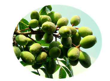 Olea Europaea Leaf  Herbal Extract Powder , Organic Plant Extracts Oleanolic Acid 98%
