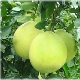 China Naringin 98% Citrus Aurantium Extract Powder Pharmaceutical Grade CAS 480 41 1 supplier