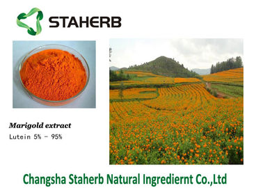 China Lutein 127-40-2 Marigold Extract concentrated plant extract Colorant supplier