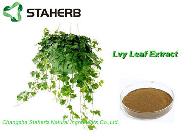 China Organic Ivy Leaf Extract , Hedera Helix Extract 10% Hederacoside C Powder Brown Yellow supplier