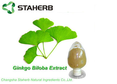 China Antioxidant Organic Ginkgo Biloba Leaf Extract GBE 24% Flavone 6% Lactone By HPLC supplier