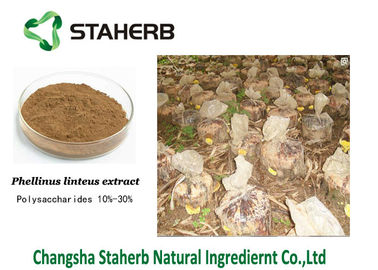 China Fruitbody Phellinus Igniarius Extract Powder Polysaccharides 0.5%-30% Relive Pain supplier